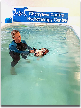cherrytree canine hydrotherapy for dogs kent SE england treadmill swimming for dogs