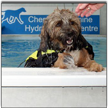 Spike-Tibetan-Terrier-cherrytree-canine-hydrotherapy-centre-kent